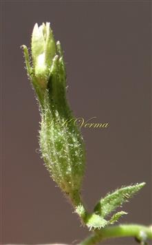  Calyx surrounding young capsule
